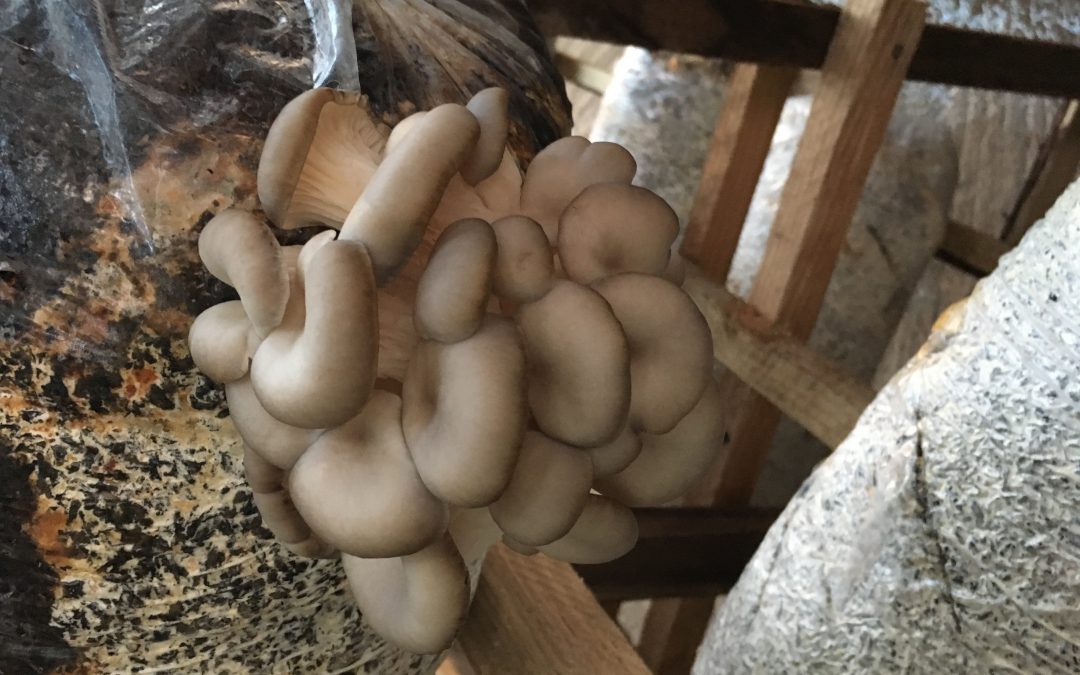 MAD and the Future of Hope: Oyster Mushrooms